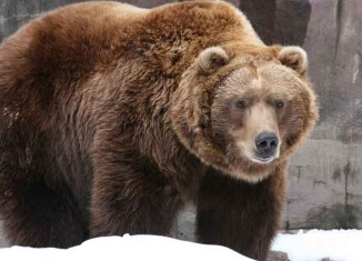 Recognize Grizzly Bear Jokes Times