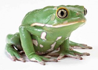 Singing Frog Jokes Times