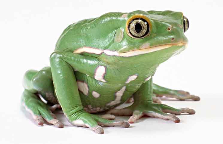 Singing Frog Singing Frog Jokes Times