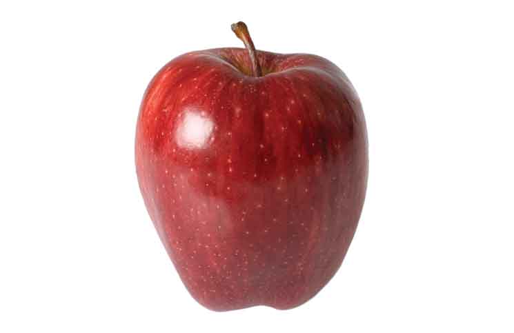 Snail Eats Apple Snail Eats Apple Jokes Times