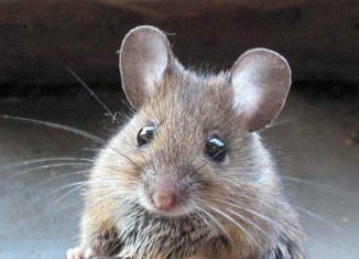 Swallowed a Mouse Jokes Times
