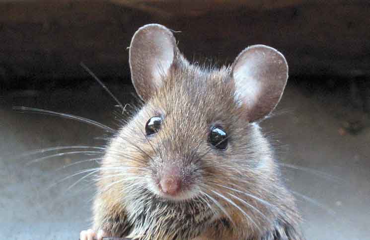 Swallowed a Mouse Swallowed a Mouse Jokes Times