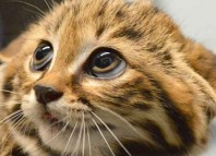 That Darn Cat Jokes Times