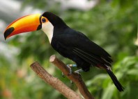 The Amazon Parrot Jokes Times