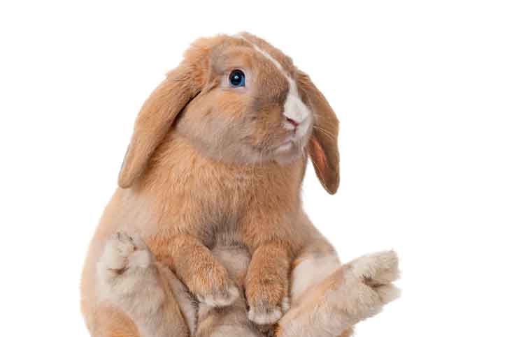 The Bear and The Rabbit The Bear and The Rabbit Jokes TImes