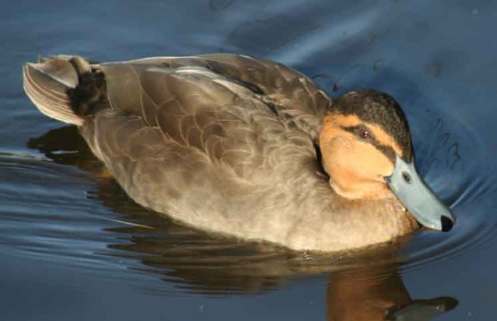 The Dancing Duck Jokes TImes