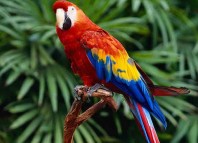 The Educated Parrot Jokes Times