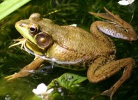 The Princess Frog Jokes Times