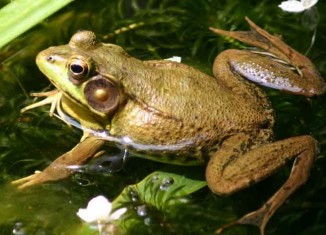 The Princess Frog Jokes Times