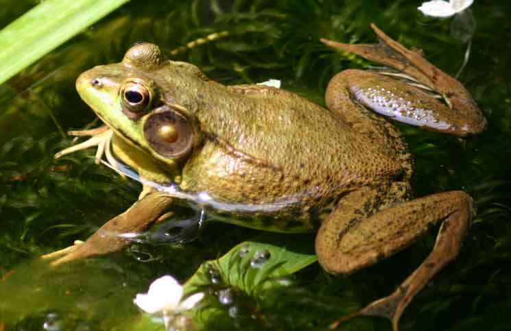 The Princess Frog The Princess Frog Jokes Times