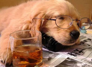 Tired Dog Jokes Times