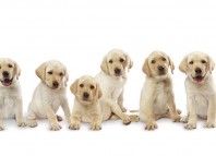 Too Many Puppies Jokes Times