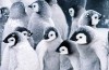 Twenty Penguins Jokes Times