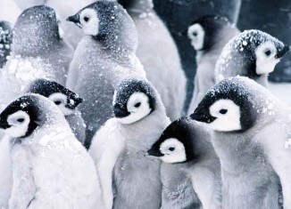Twenty Penguins Jokes Times