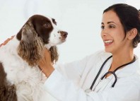 Veterinarian Veterinarian Jokes Times