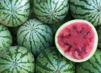 Watermelons Farm Jokes TImes