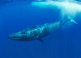 Whales Jokes Times