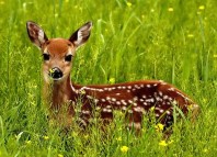 Where is Harry Jokes Times