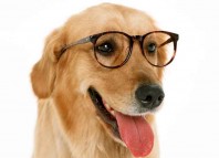 Who has the Smarter Dog Jokes Times