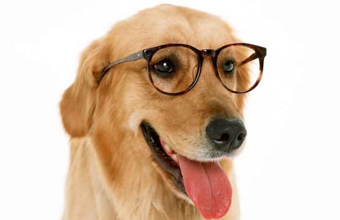 Who has the Smarter Dog Jokes Times