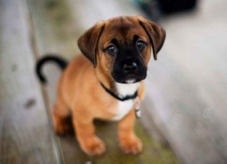 Why Men Prefer Dogs Over Women Jokes Times