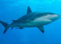 Why Sharks Circle before Attacking Why Sharks Circle before Attacking Jokes Times