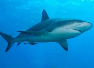 Why Sharks Circle before Attacking Jokes Times