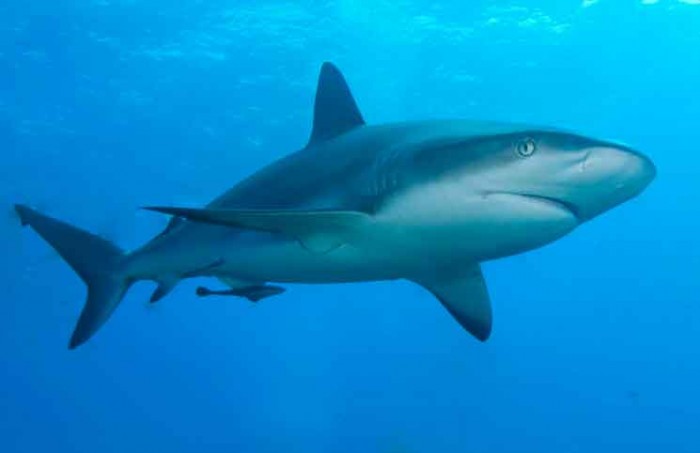 Why Sharks Circle before Attacking Jokes Times