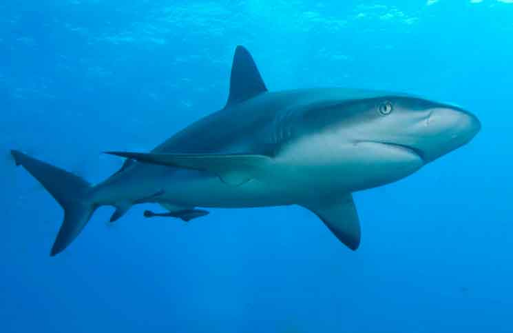 Why Sharks Circle before Attacking Why Sharks Circle before Attacking Jokes Times