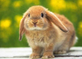 Widdle Wabbits Jokes Times